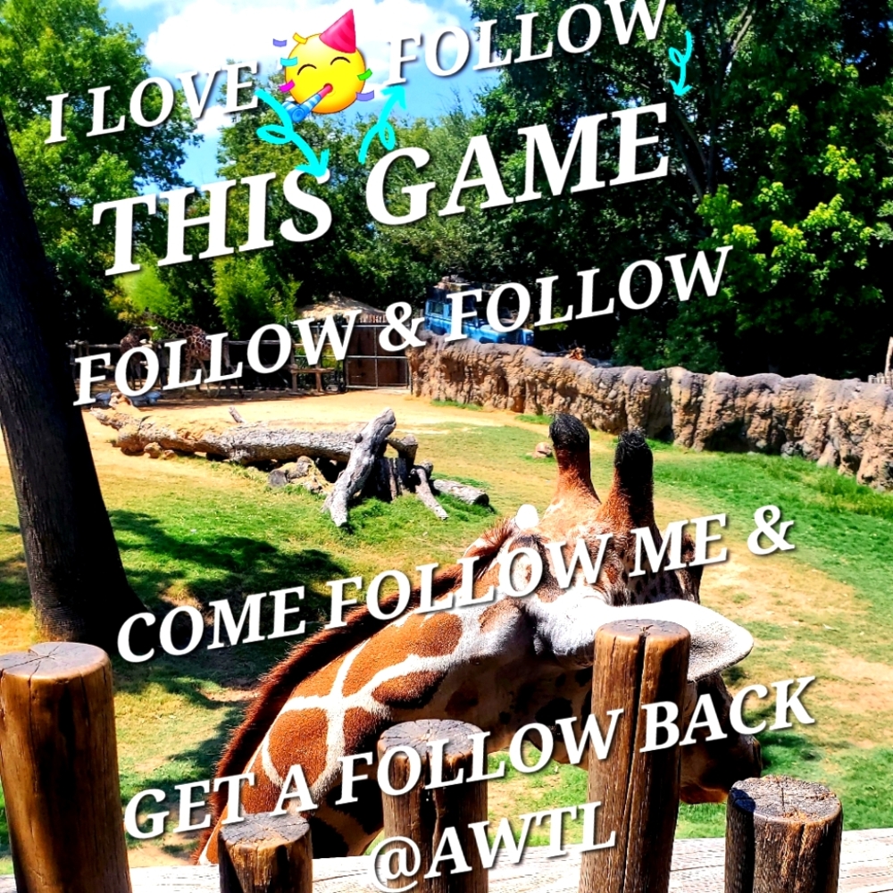 FOLLOW 🦋🦋Game